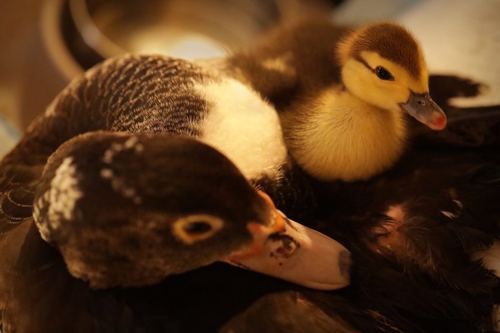 A photo of a duck sitting next to a small yellow duckling.