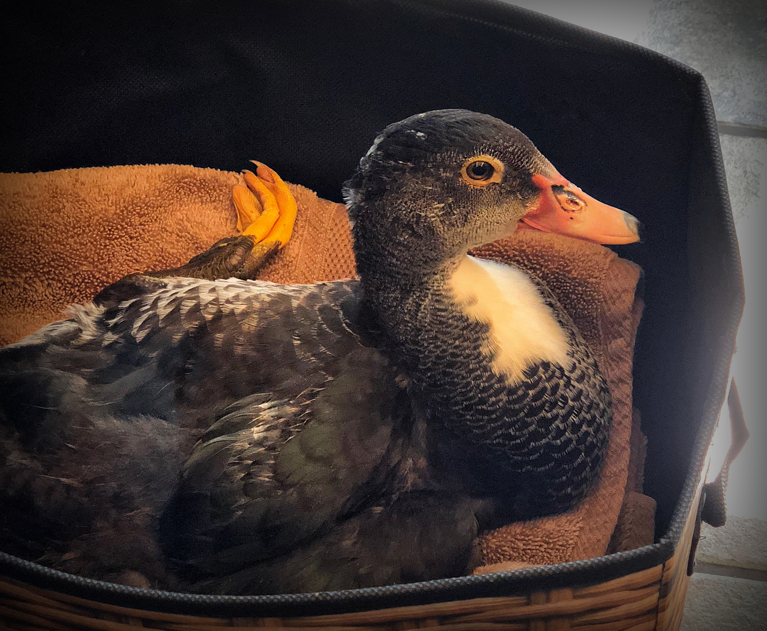 A photo of a duck sitting in a box with a towel.