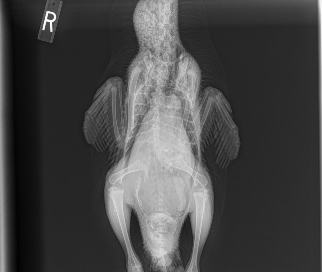A body x-ray of an injured duck.
