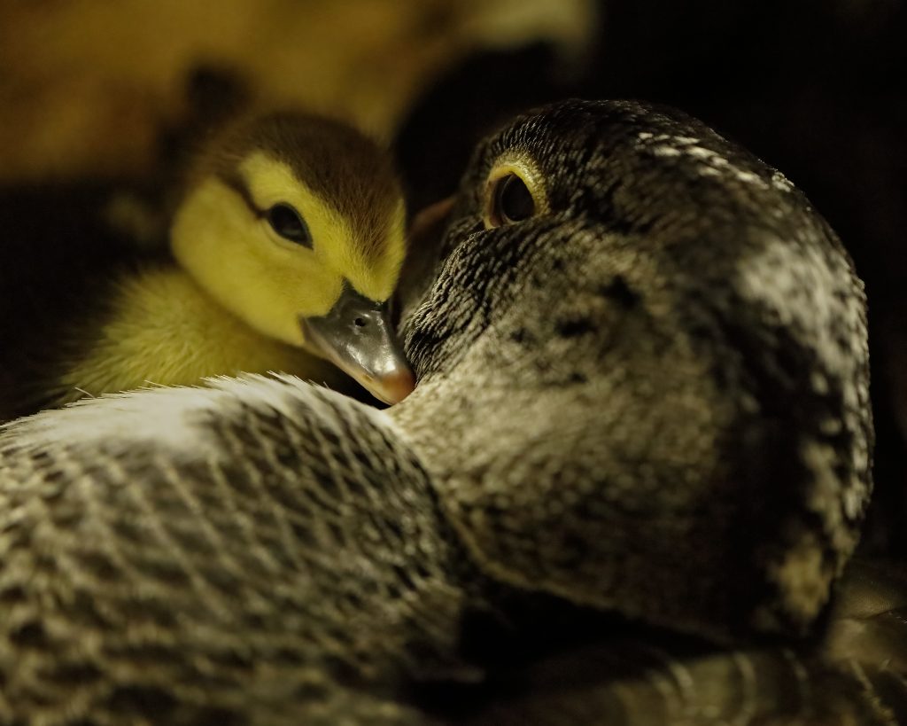 An adult duck cuddling with a small yellow duckling.