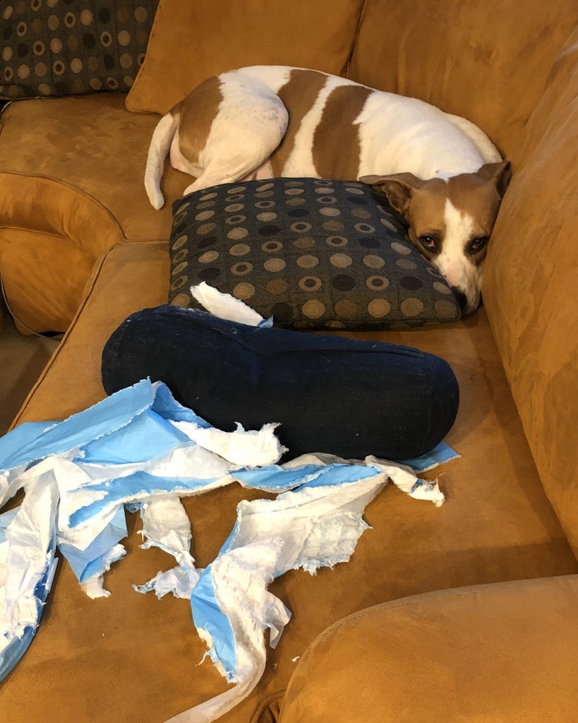 A photo of a dog hiding behind a pillow on a couch next to a torn up puppy pee pad.
