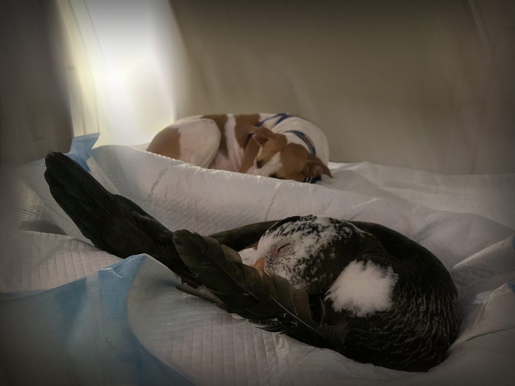 A photo of a brown-and-white dog sleeping curled up on a bed next to a black-and-white duck. 