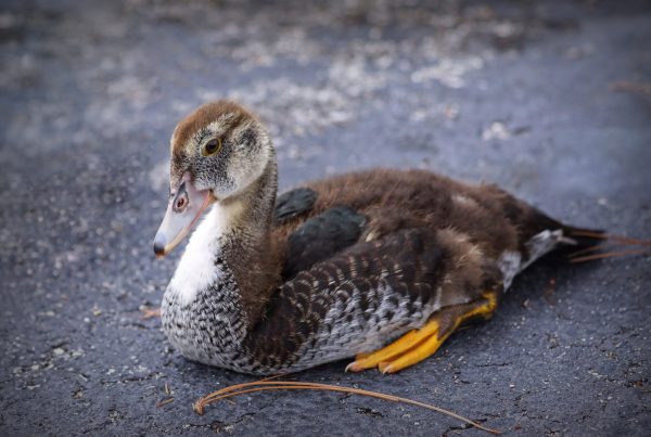 A photo of a juvenile duck sitting on the ground.