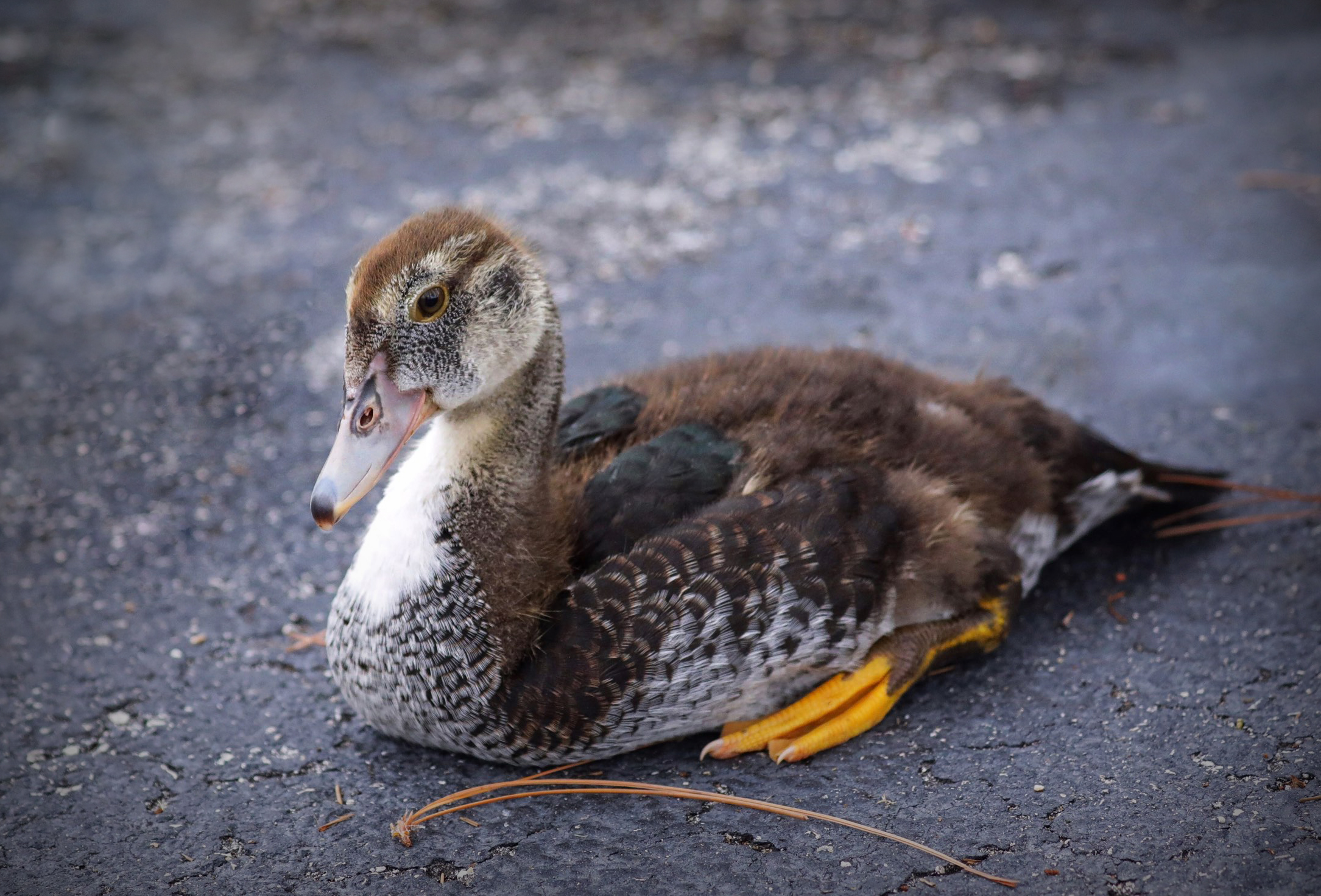 Part 1: How Did 2 Ducks End Up Living In A Townhouse?