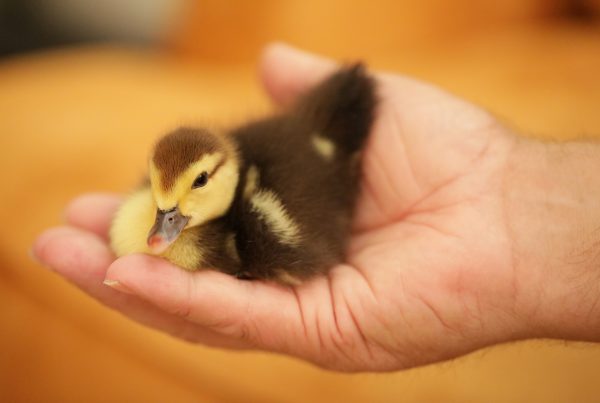 A photo of a tiny yellow duckling in the palm of a human hand.