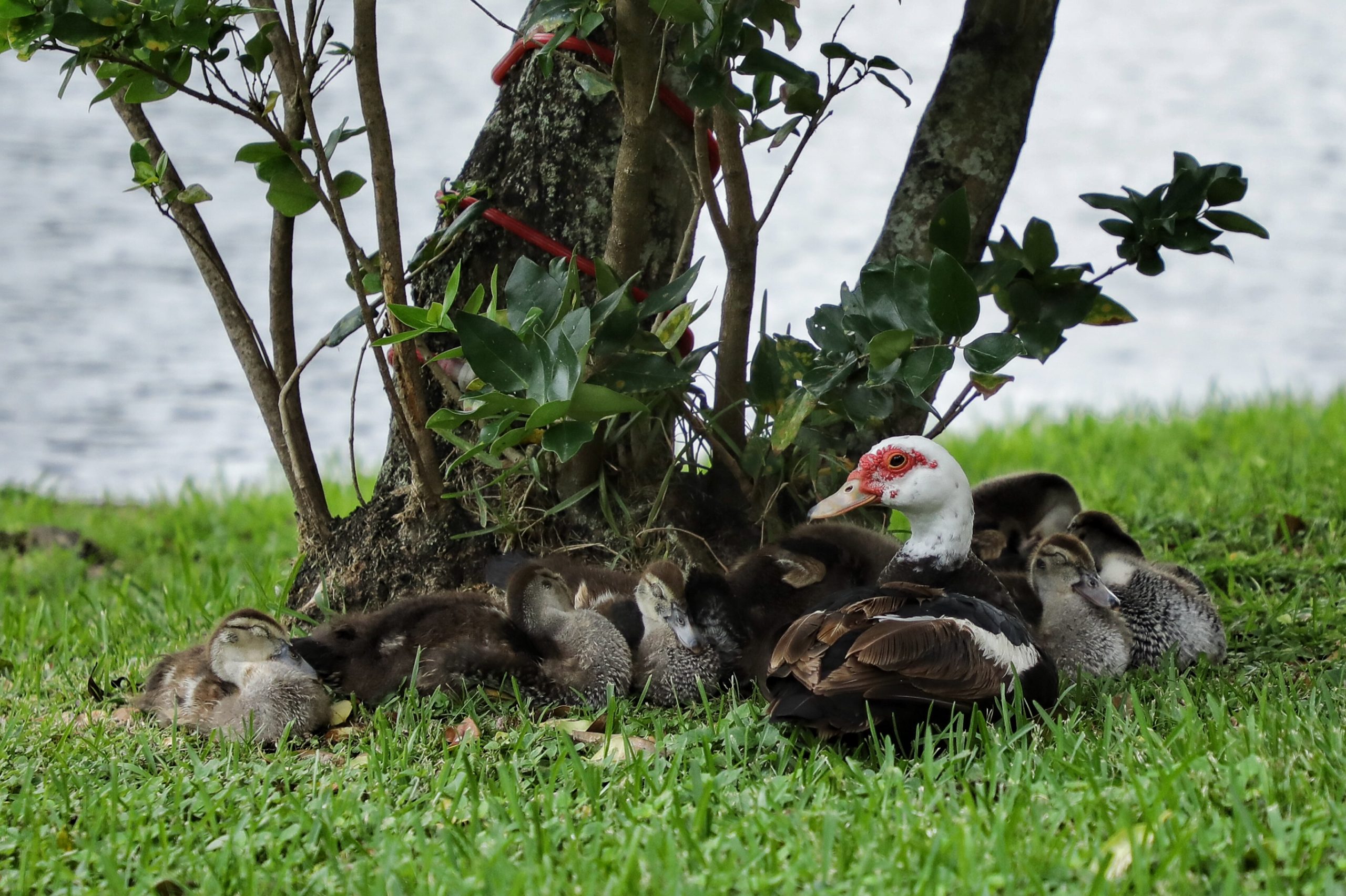A photo of a black-and-white duck with a group of small ducklings sitting in the grass near a tree by the water. 