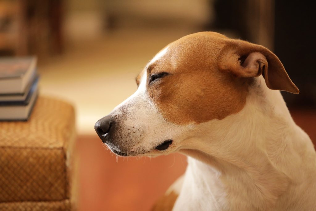 A photo of a brown-and-white dog squinting away from the camera. 