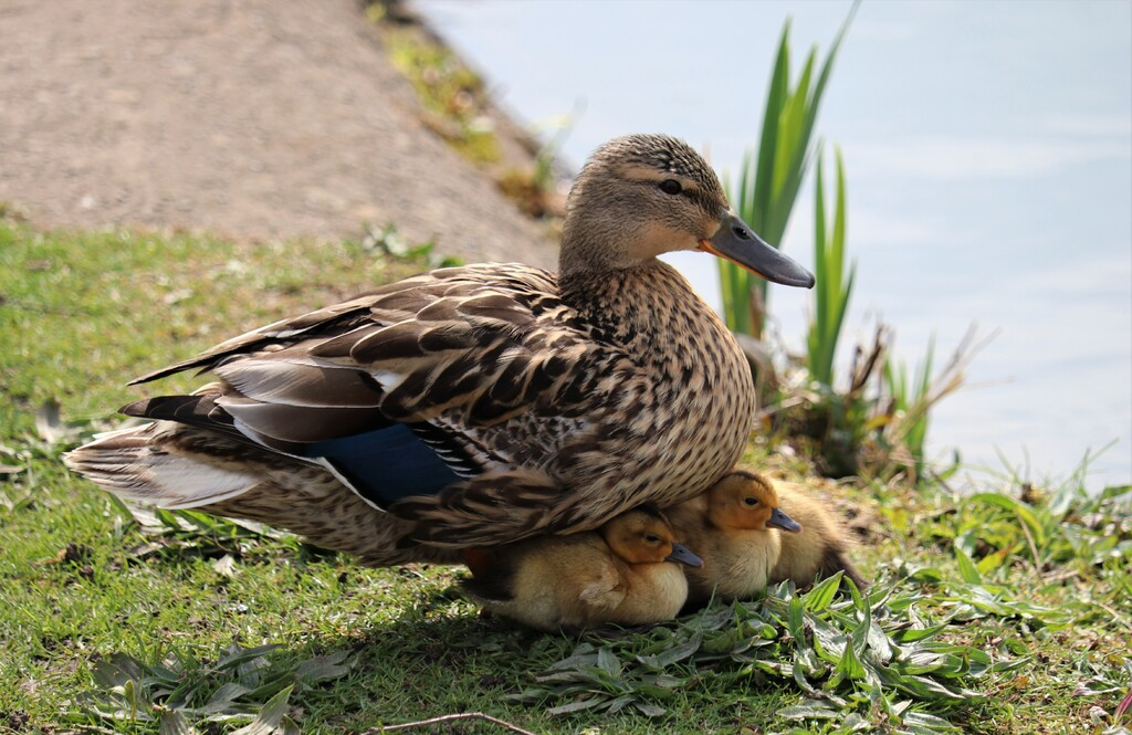 A brown mother mallard duck with a brood of ducklings beneath her in the grass near the water.