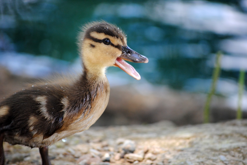 I Found a Duckling. Now What?