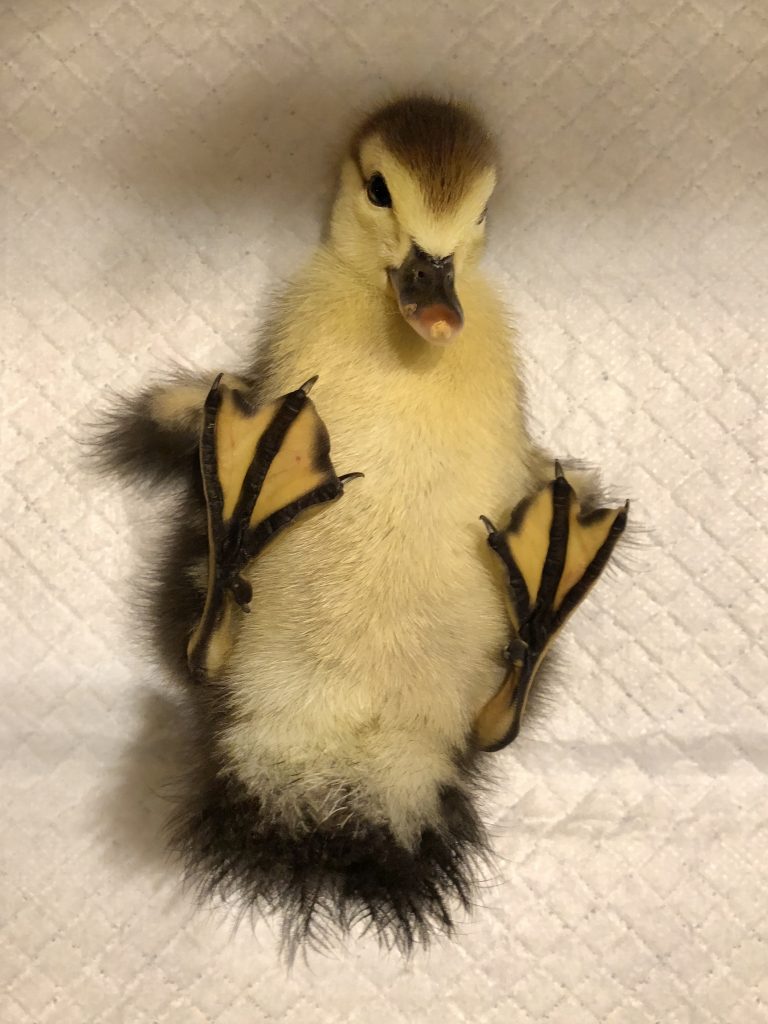A photo of a yellow and black duckling lying on its back with feet up.