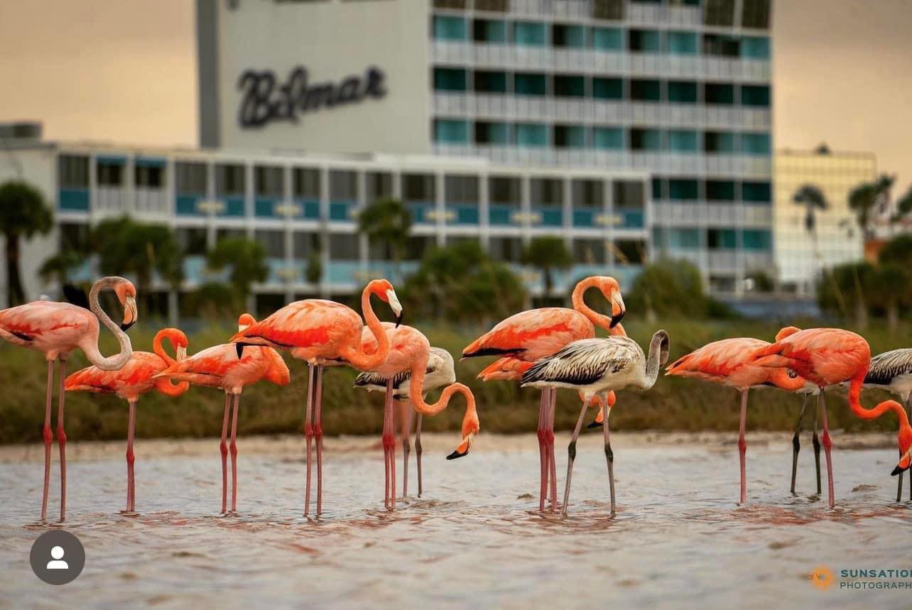 Idalia’s Strays: Flamingos in Florida