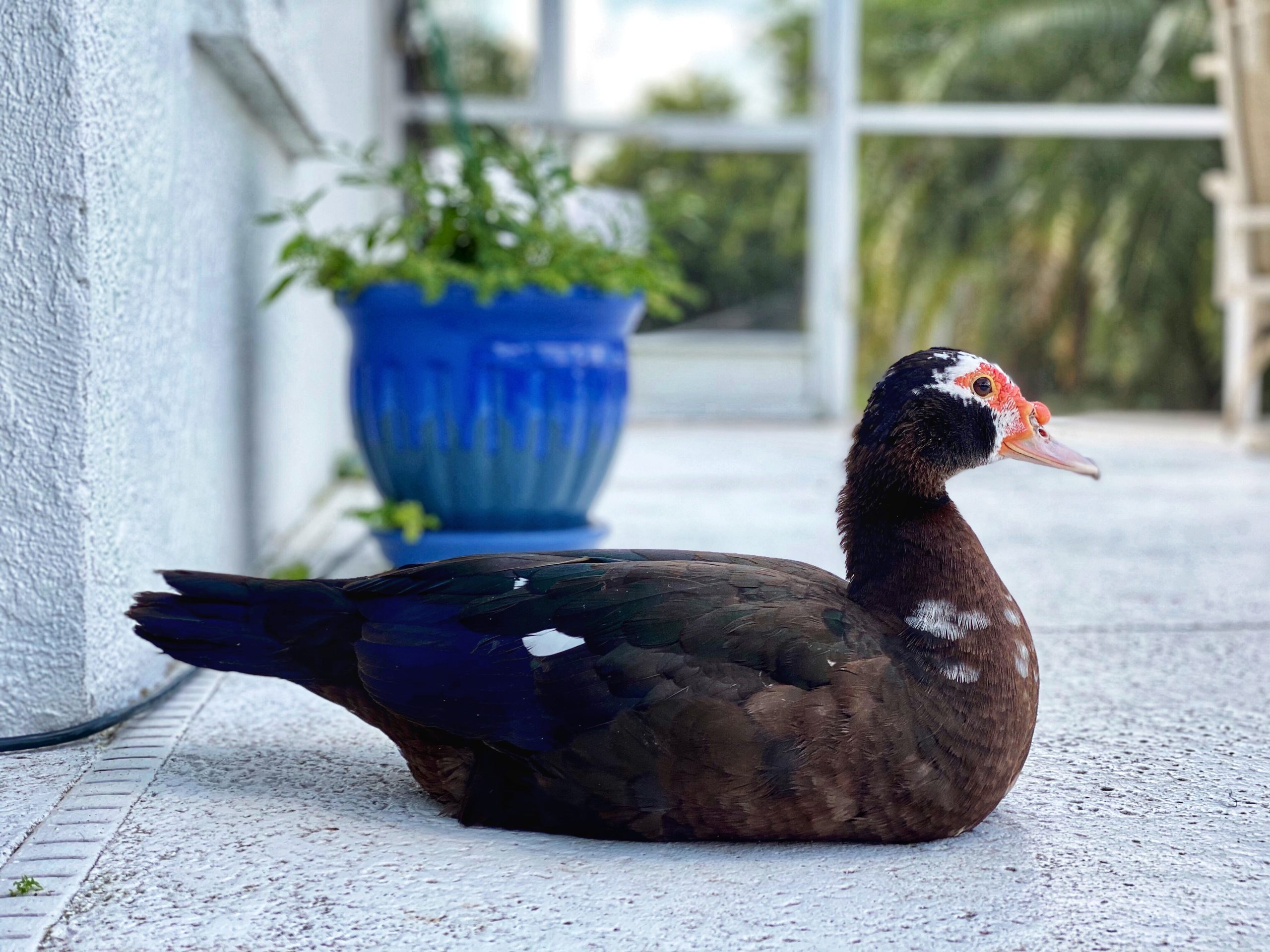 Olivia: A Very Busy Lady Duck