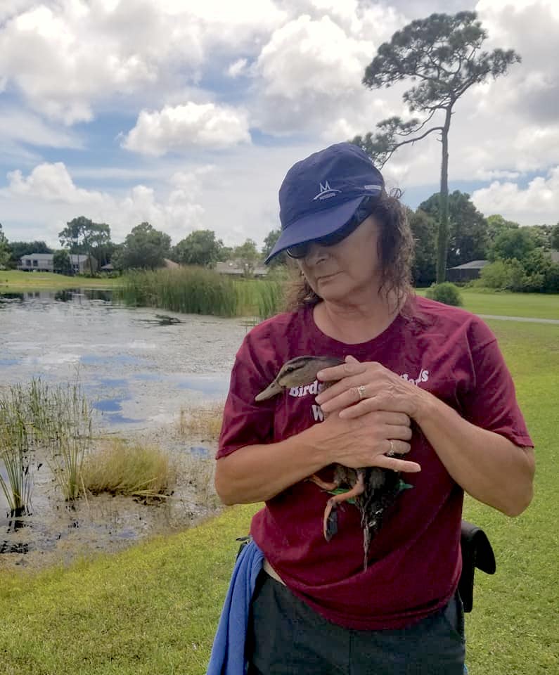 Birds in Helping Hands: Big Help for Tampa Bay Wildlife