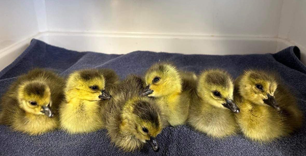 Volunteers Make the Difference at Carolina Waterfowl Rescue