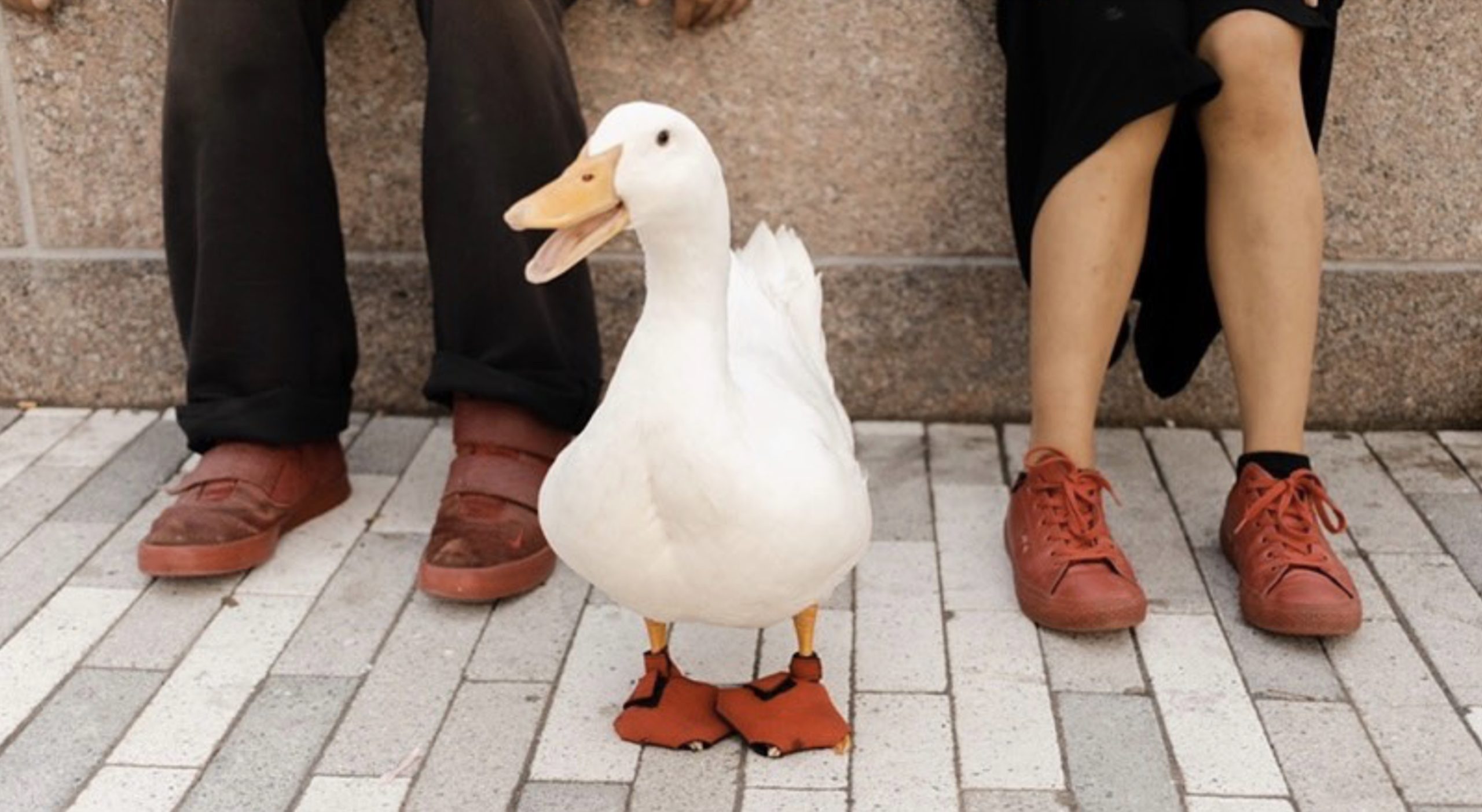 Runaway Fame: Meet Wrinkle the Celebri-duck