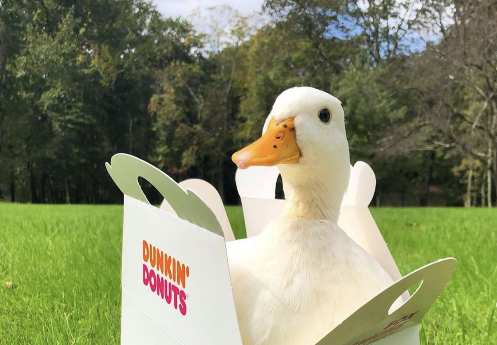 Dunkin’ Ducks: Come for the Treats, Stay for the Wisdom